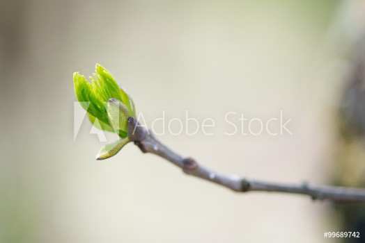 Picture of budding branches in the spring - selective focus